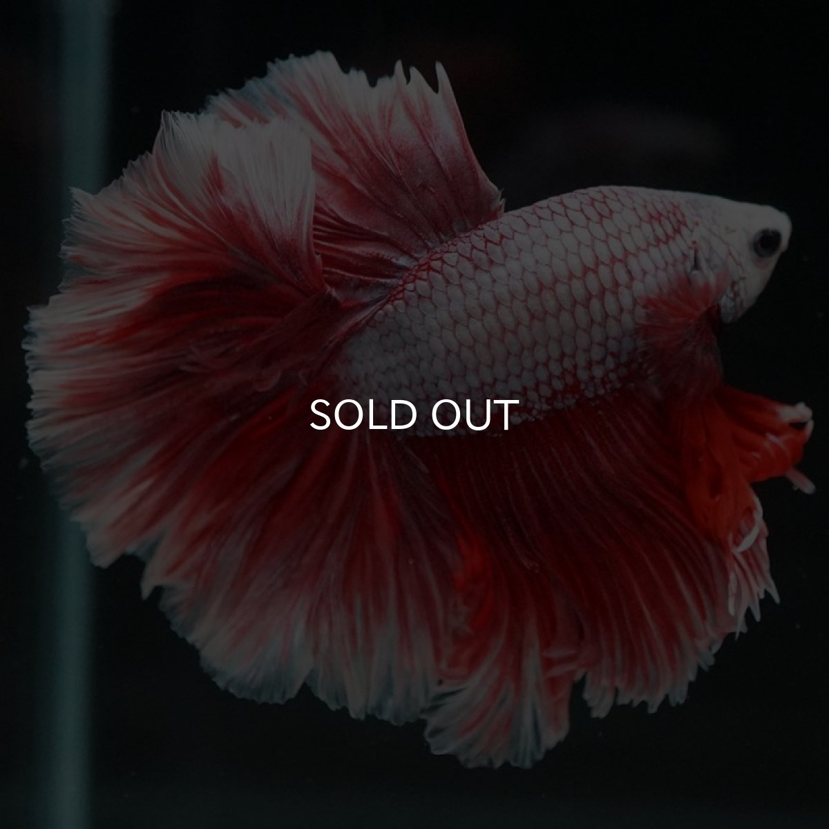 画像6: HM ラベンダーローズテール (6)