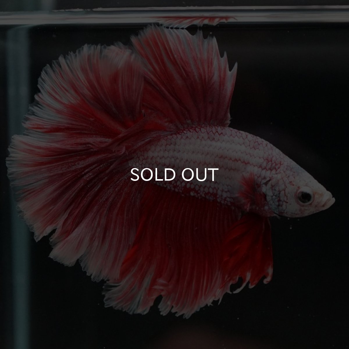 画像5: HM ラベンダーローズテール (5)