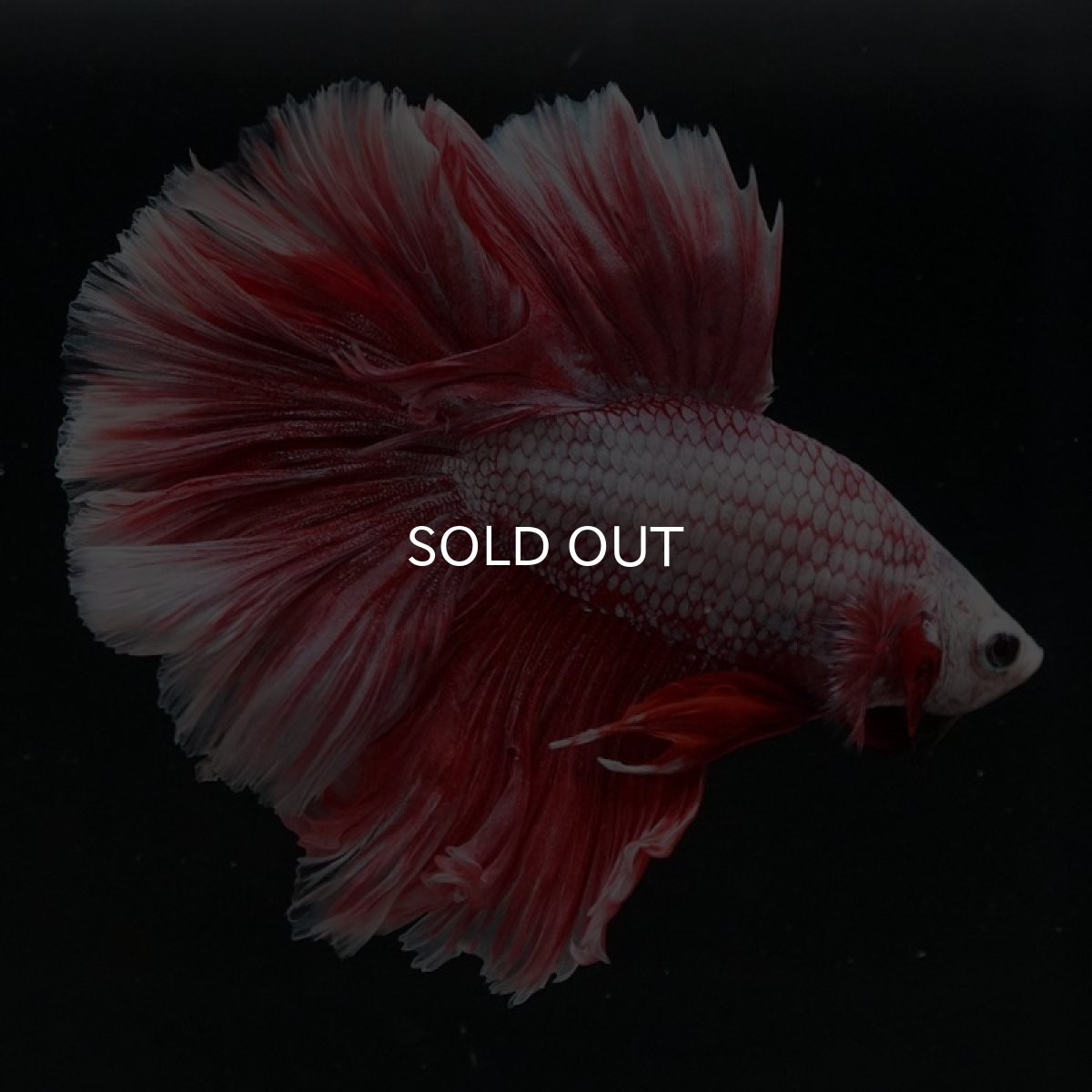 画像4: HM ラベンダーローズテール (4)