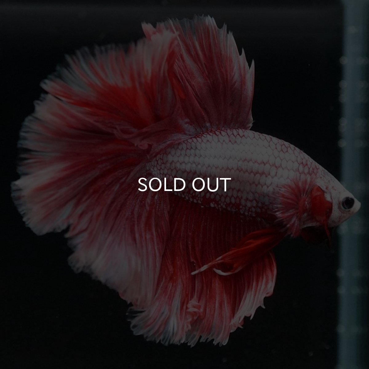 画像3: HM ラベンダーローズテール (3)