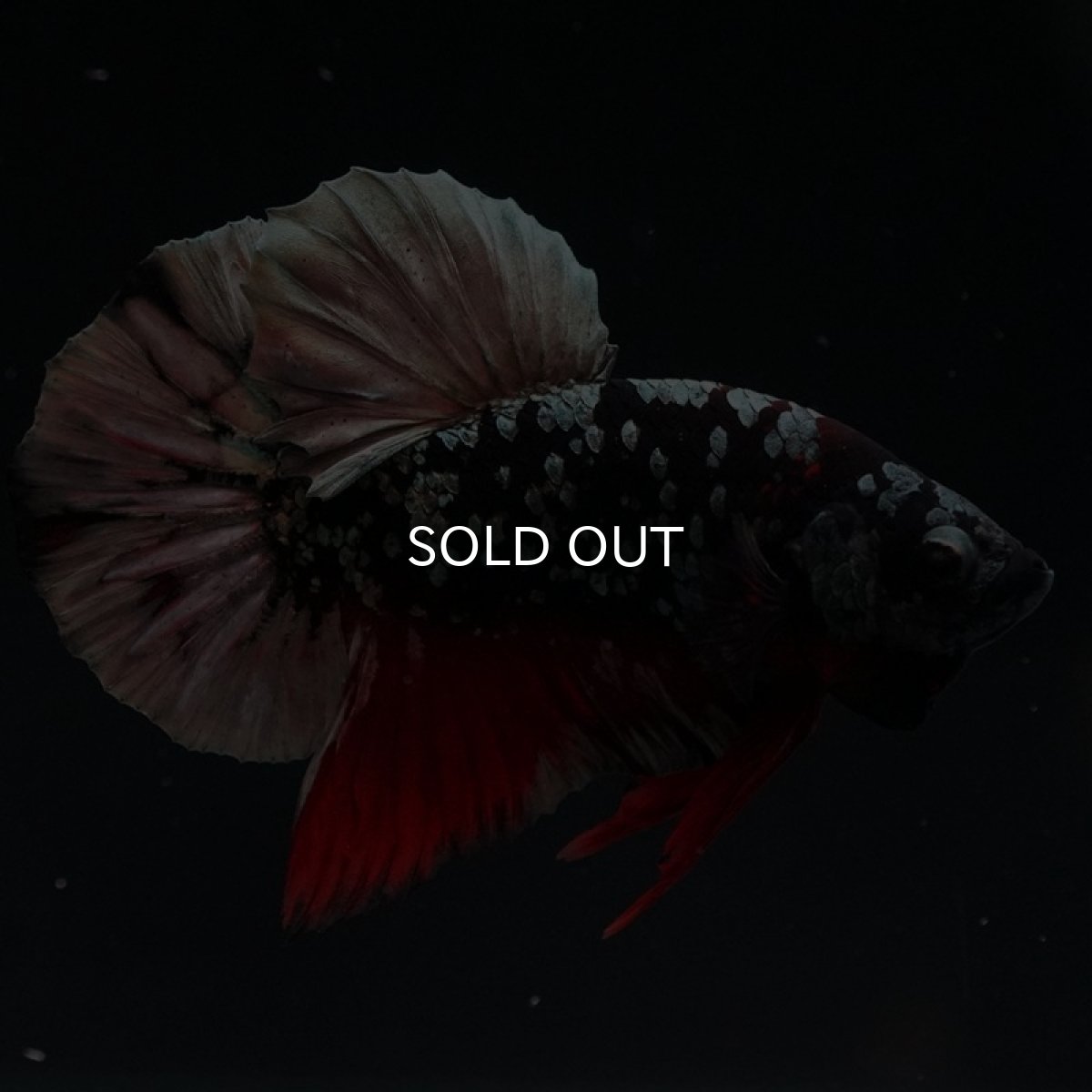 画像7: HMPK　ブラックカッパースター (7)