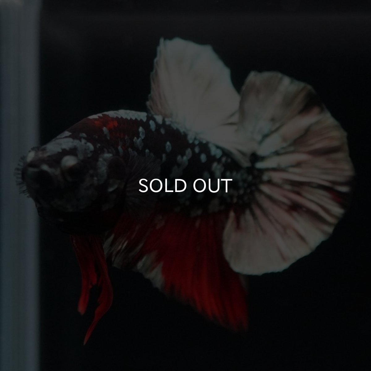 画像6: HMPK　ブラックカッパースター (6)