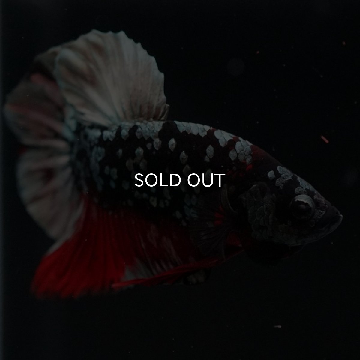 画像5: HMPK　ブラックカッパースター (5)