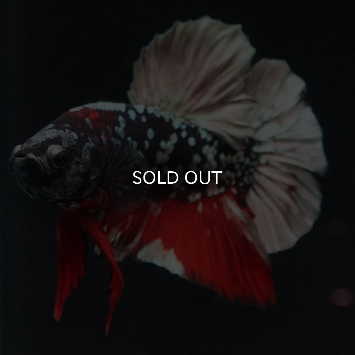 画像4: HMPK　ブラックカッパースター (4)