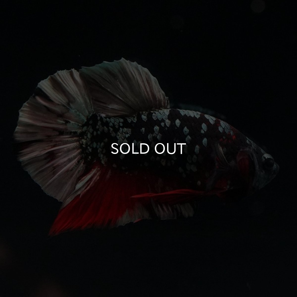 画像3: HMPK　ブラックカッパースター (3)