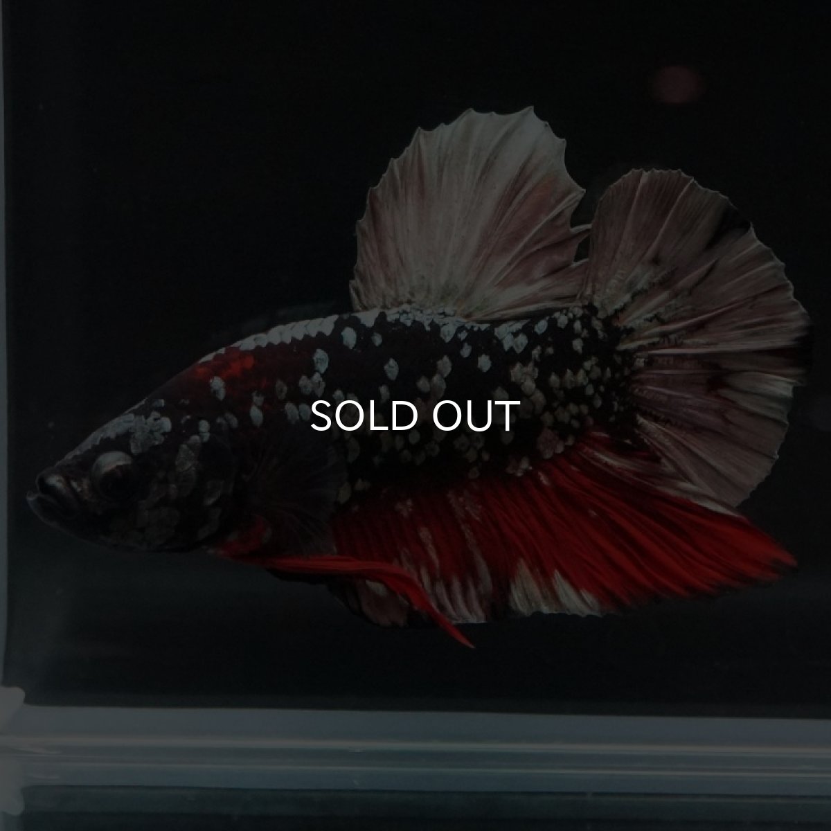 画像2: HMPK　ブラックカッパースター (2)