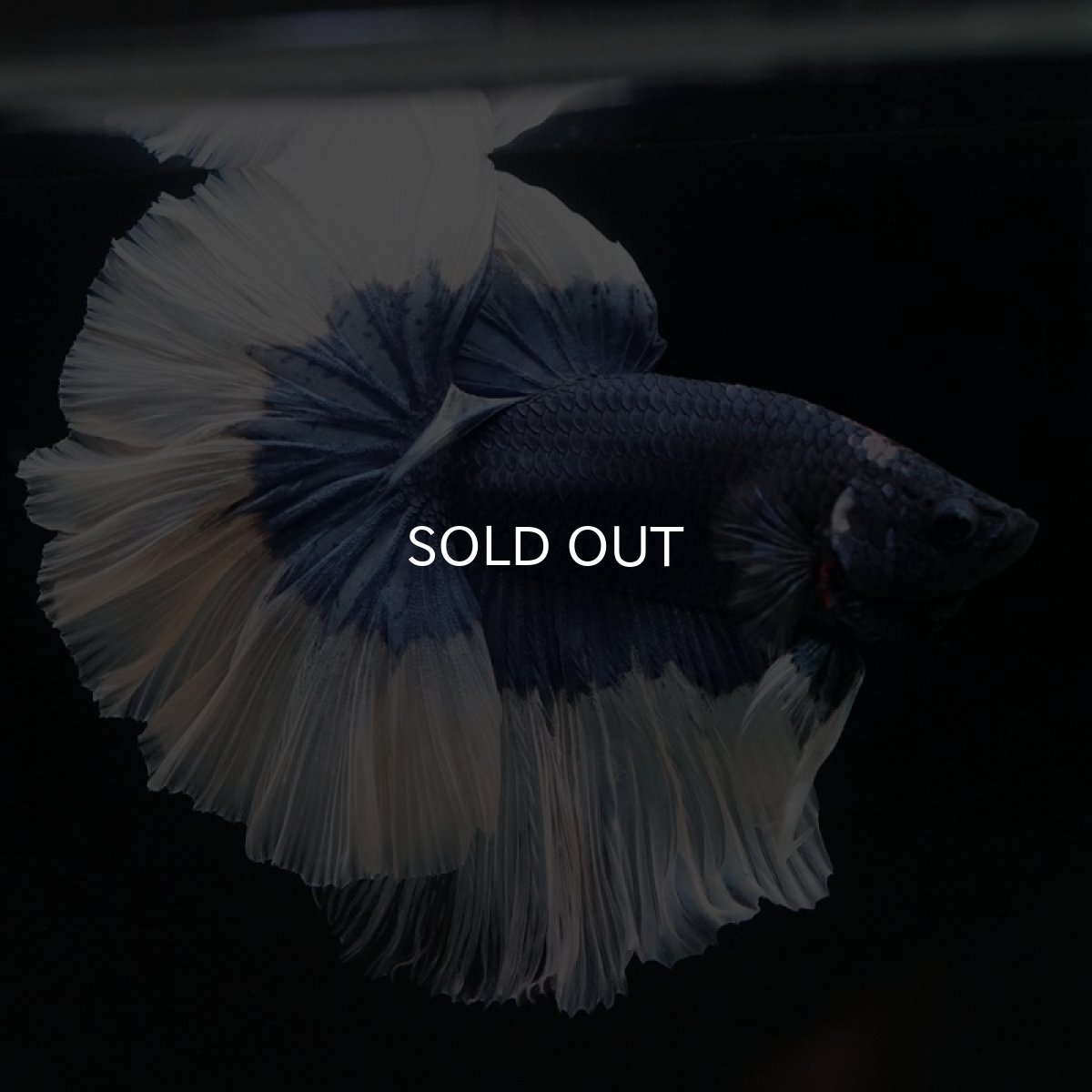 画像4: HM ブルーバタフライ ローズテール (4)