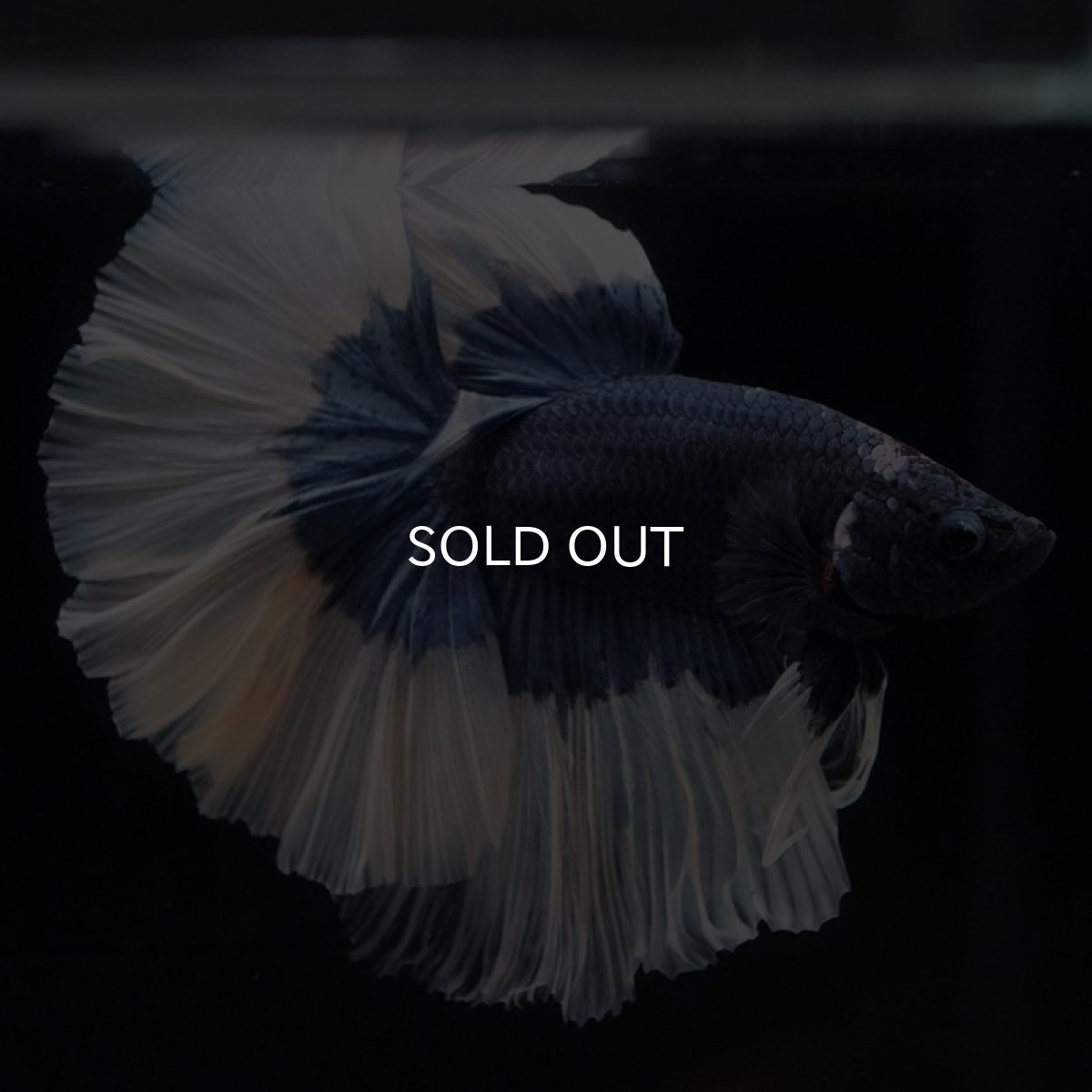 画像3: HM ブルーバタフライ ローズテール (3)