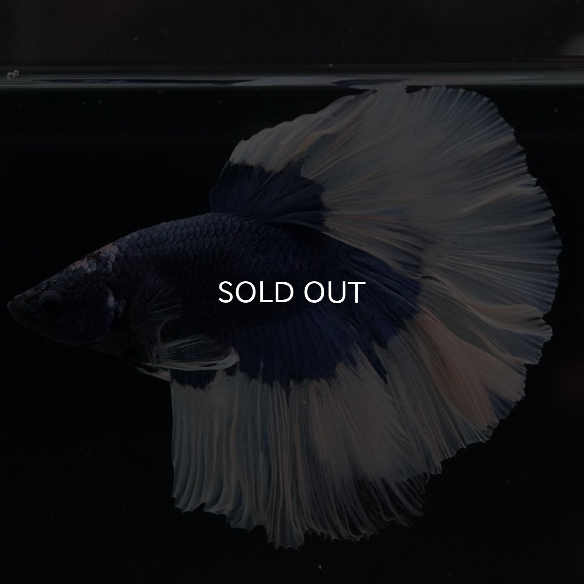 画像2: HM ブルーバタフライ ローズテール (2)