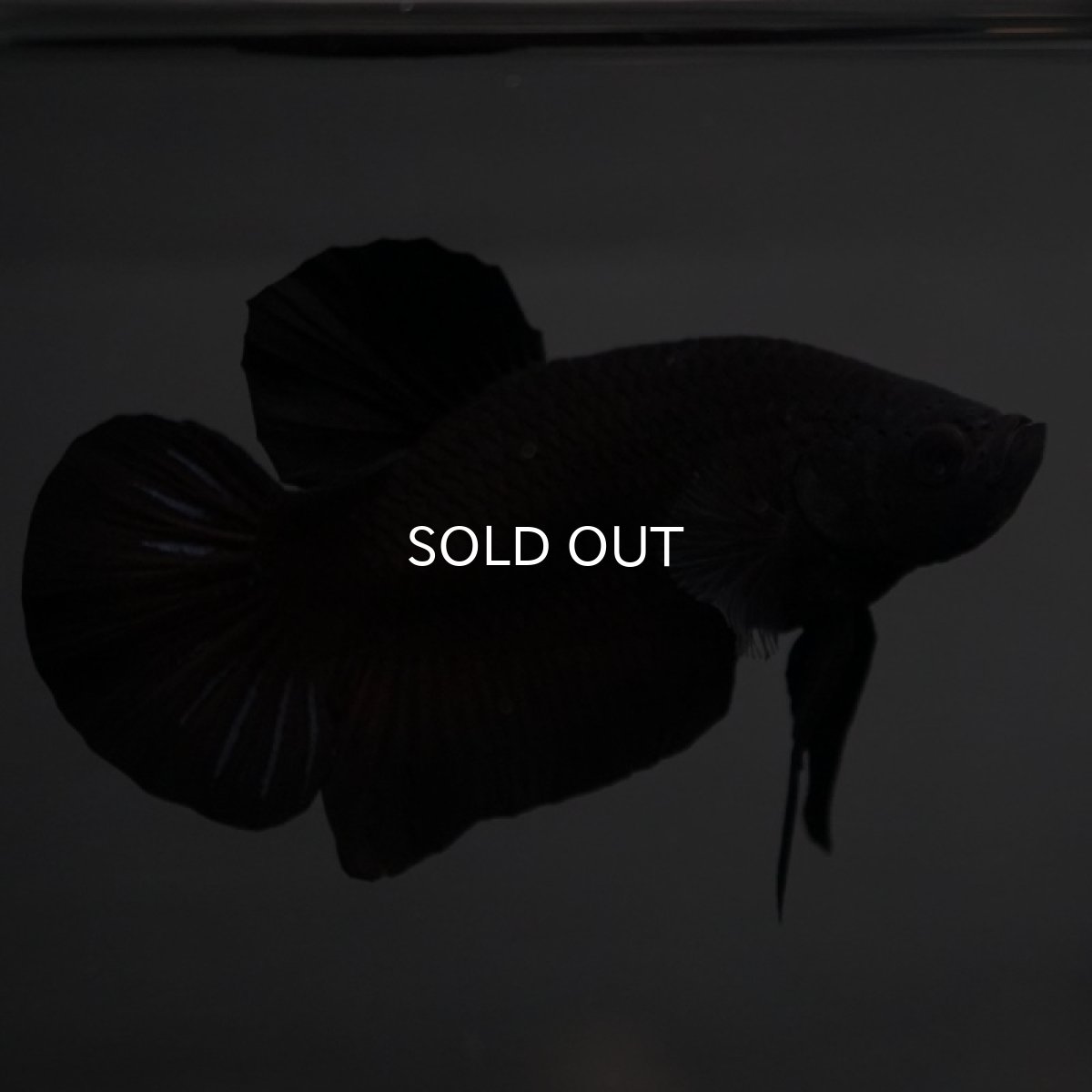 画像2: GHMPK　ブラック (2)