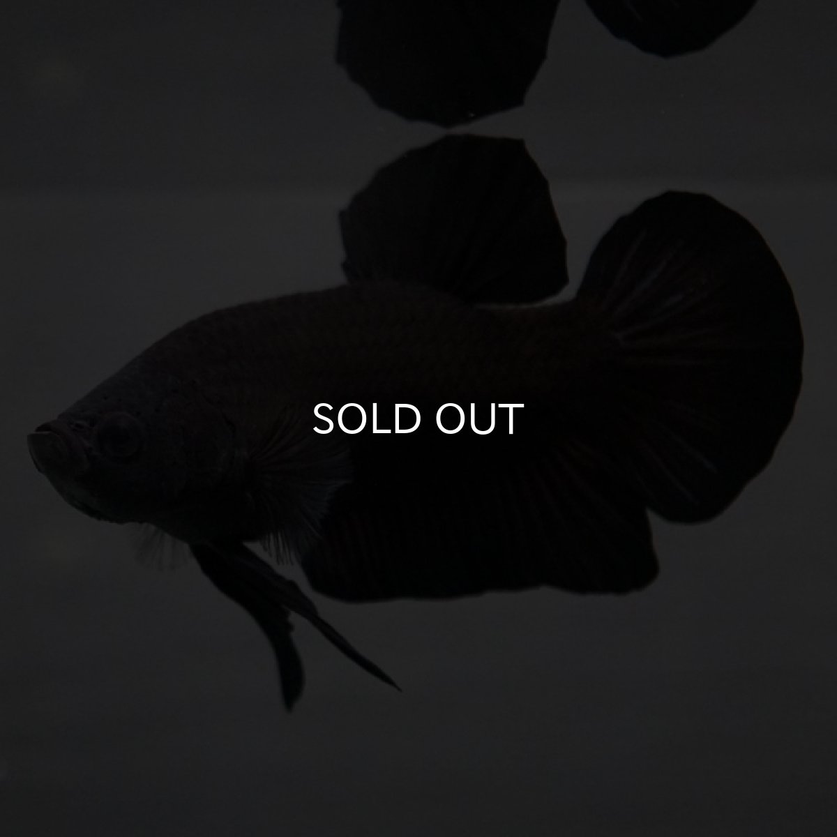 画像6: GHMPK　ブラック (6)