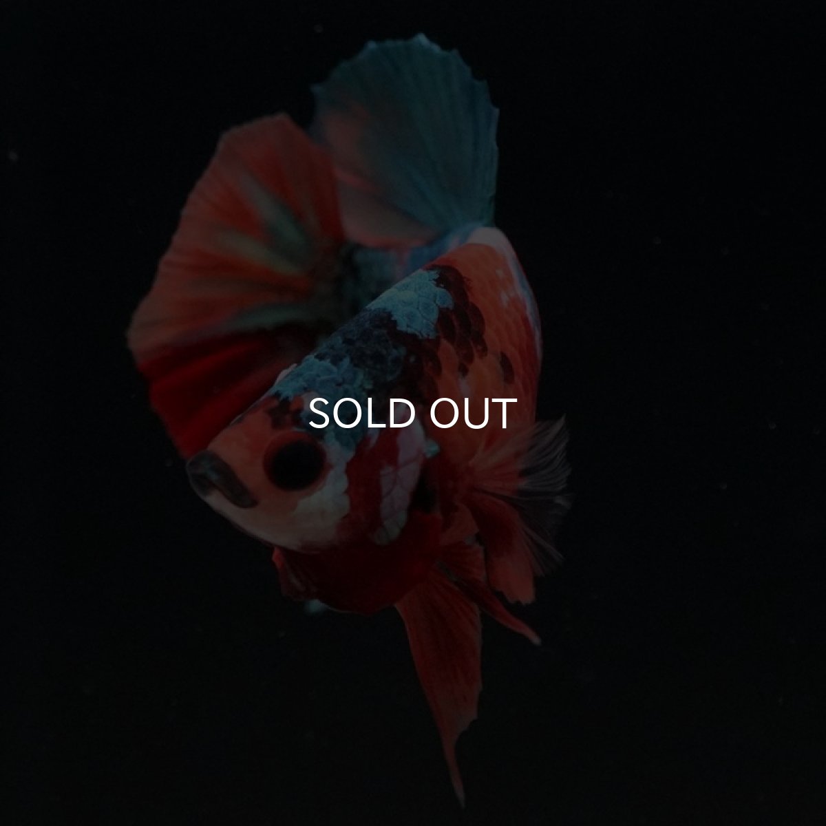 画像8: HMPK キャンディギャラクシー (8)