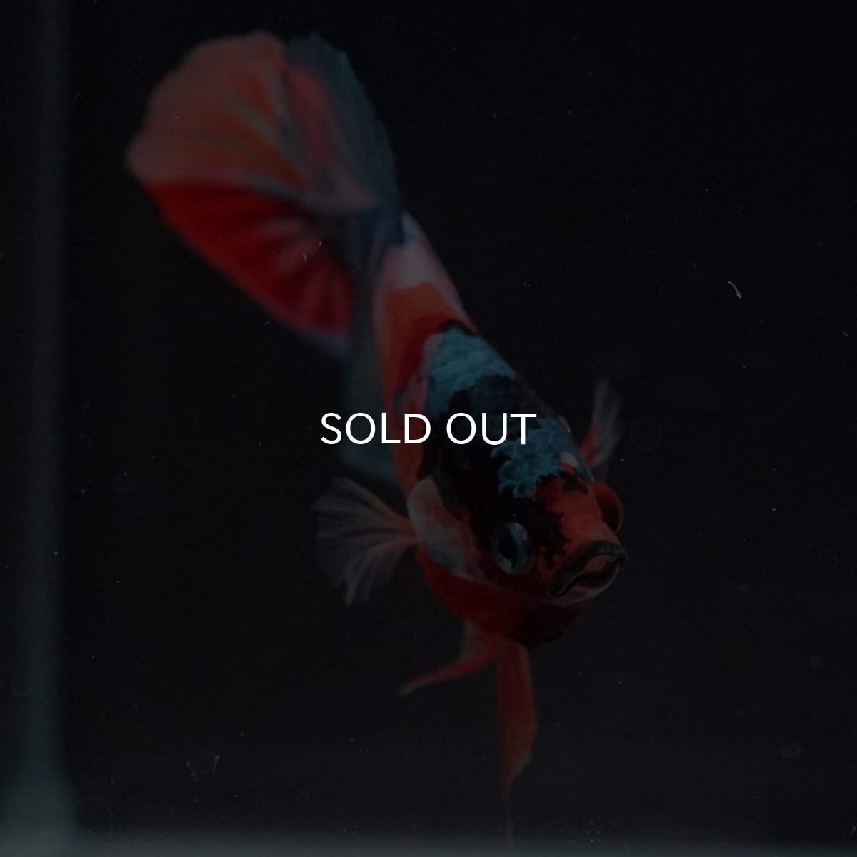 画像7: HMPK キャンディギャラクシー (7)