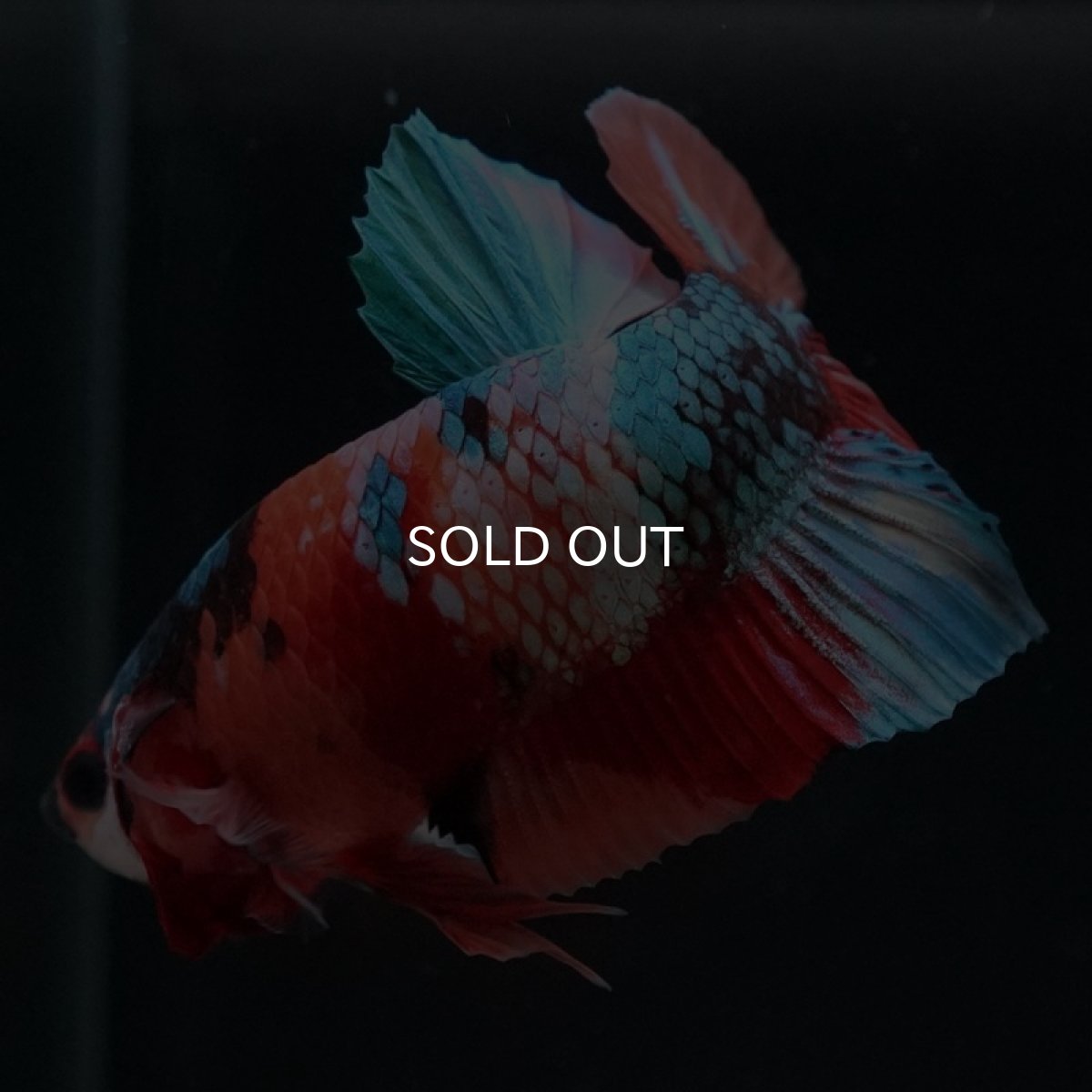 画像5: HMPK キャンディギャラクシー (5)