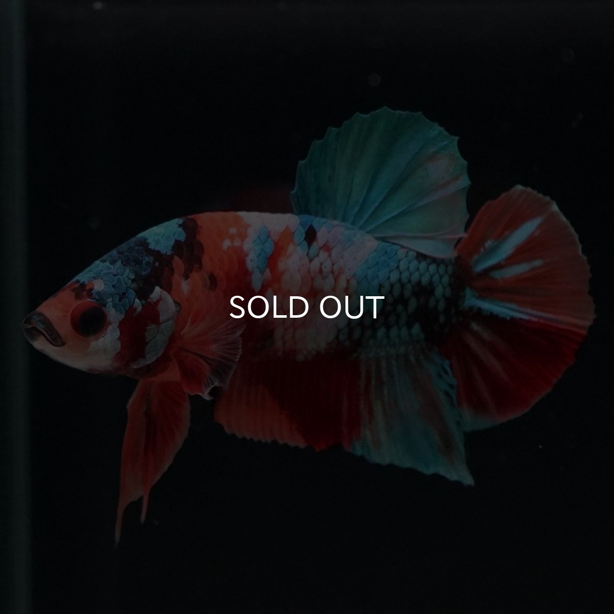 画像4: HMPK キャンディギャラクシー (4)