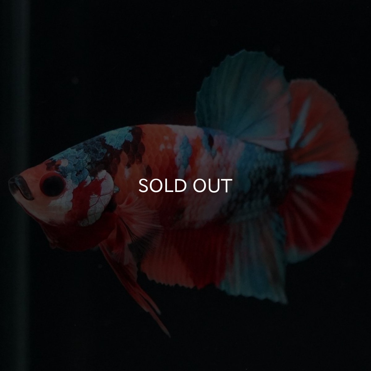 画像3: HMPK キャンディギャラクシー (3)