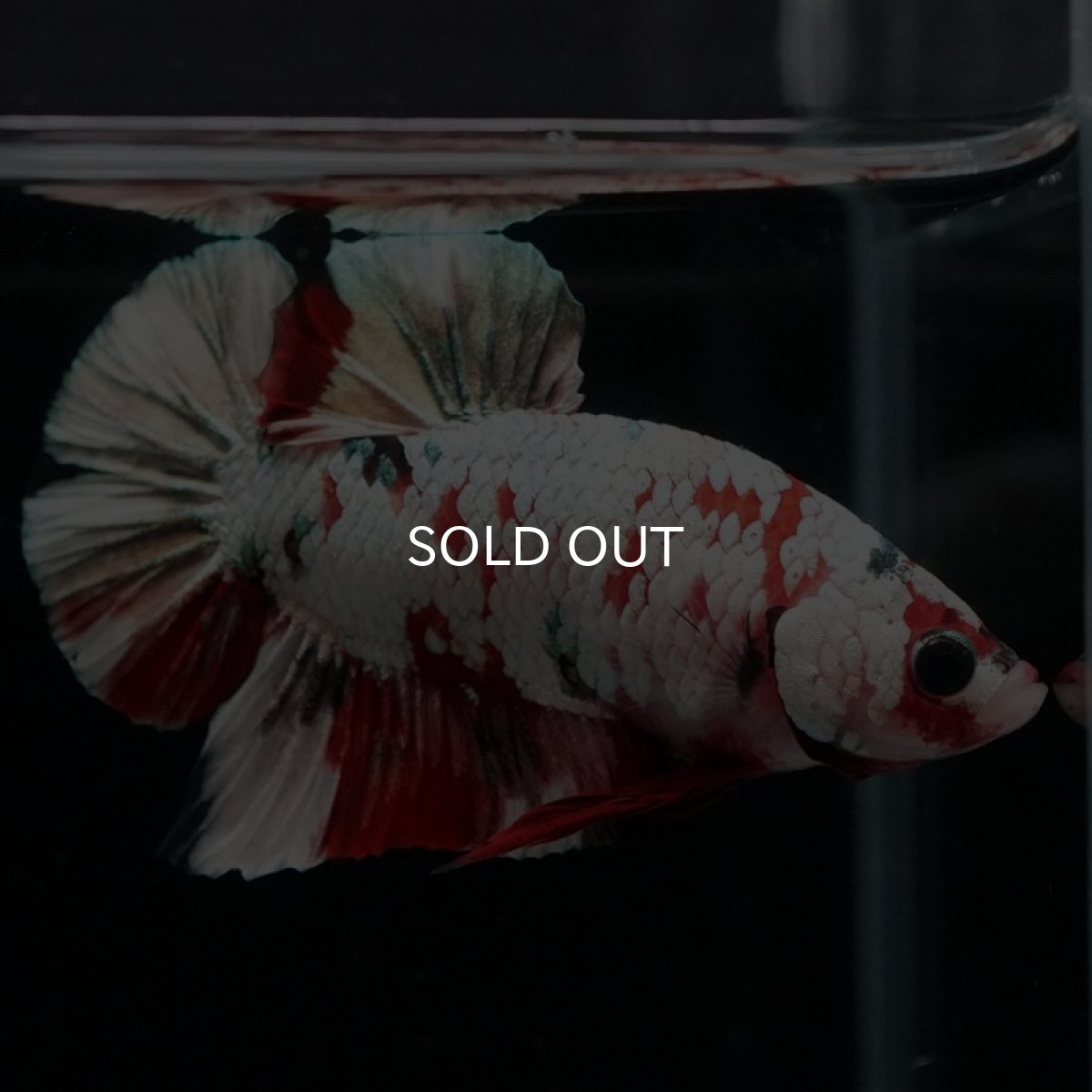 画像11: HMPK　レッドカッパーギャラクシー (11)