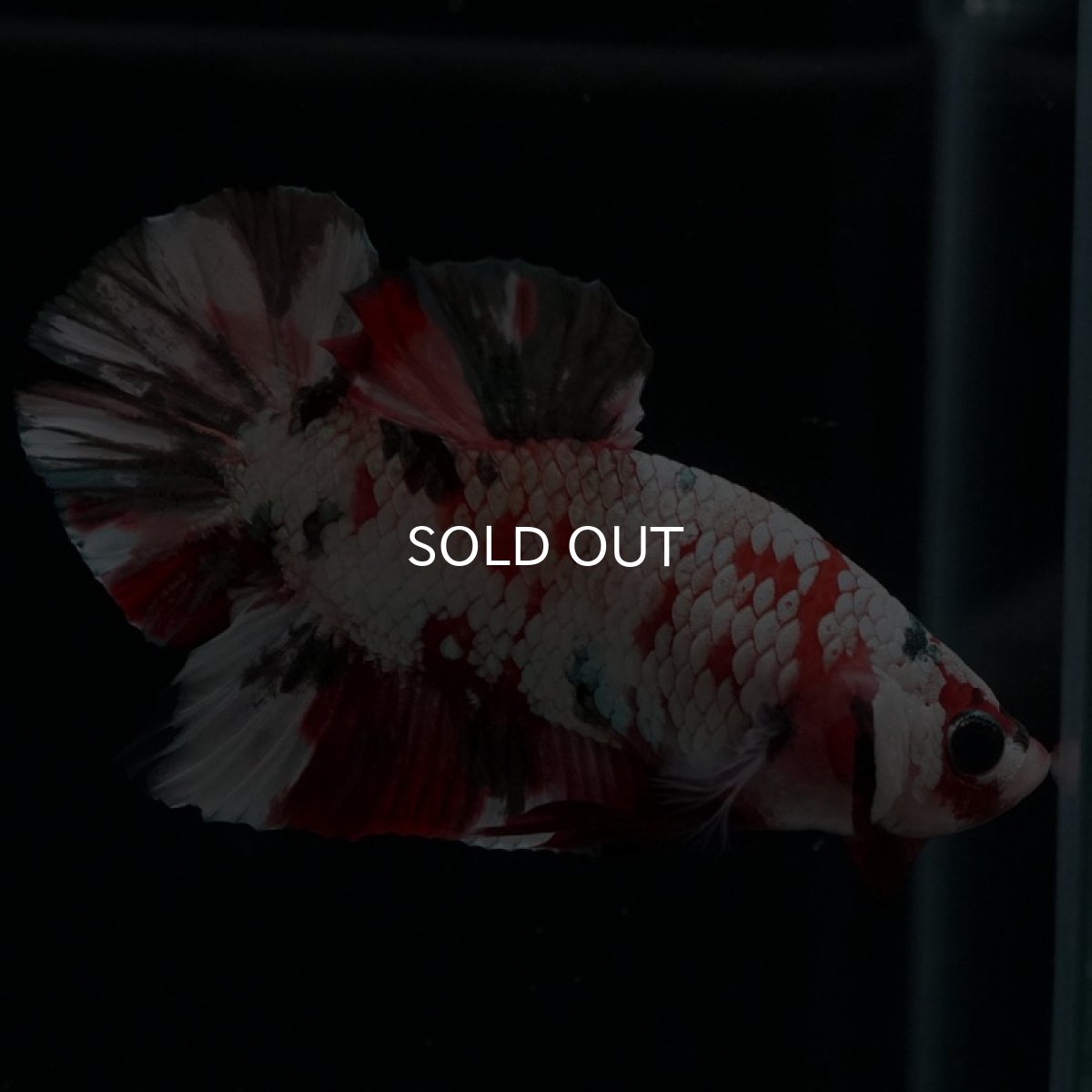 画像10: HMPK　レッドカッパーギャラクシー (10)