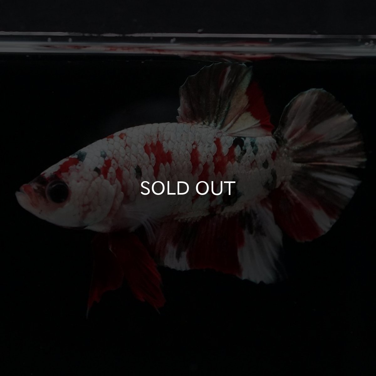 画像2: HMPK　レッドカッパーギャラクシー (2)