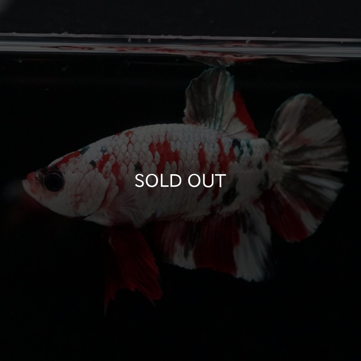 画像9: HMPK　レッドカッパーギャラクシー (9)