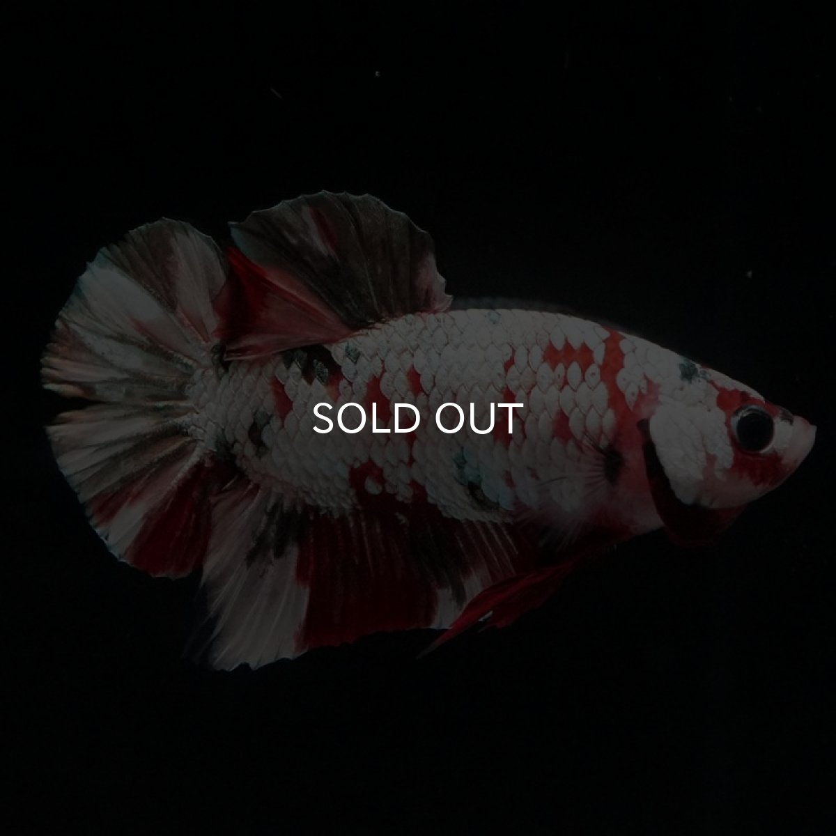 画像8: HMPK　レッドカッパーギャラクシー (8)