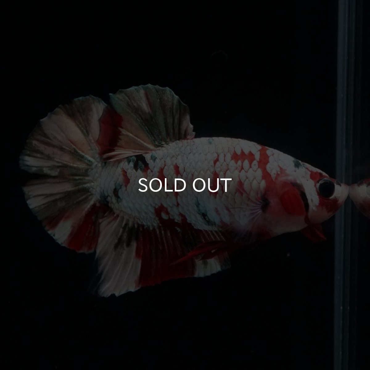 画像7: HMPK　レッドカッパーギャラクシー (7)