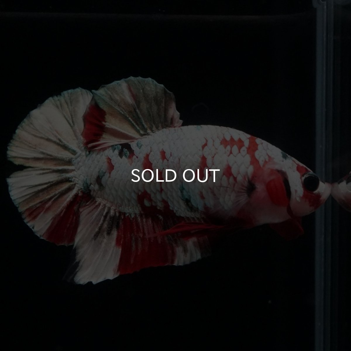 画像6: HMPK　レッドカッパーギャラクシー (6)