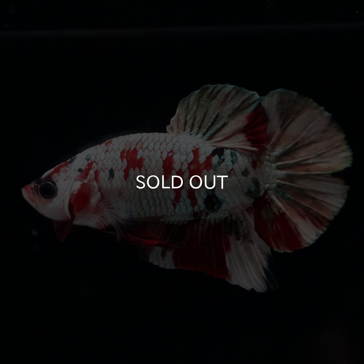 画像5: HMPK　レッドカッパーギャラクシー (5)