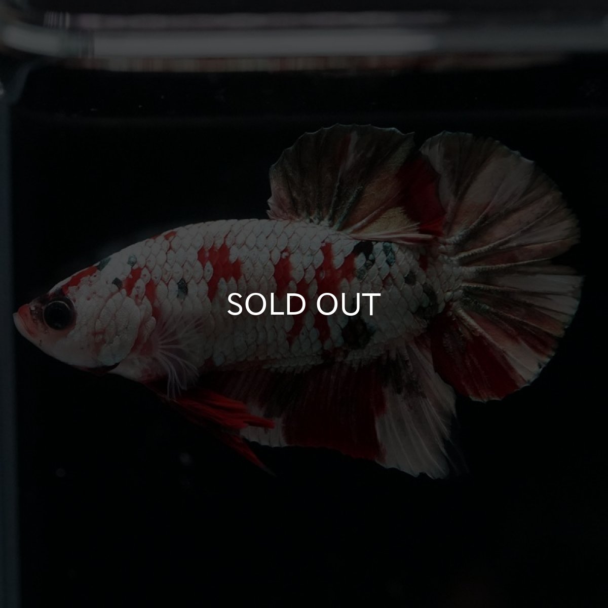 画像4: HMPK　レッドカッパーギャラクシー (4)