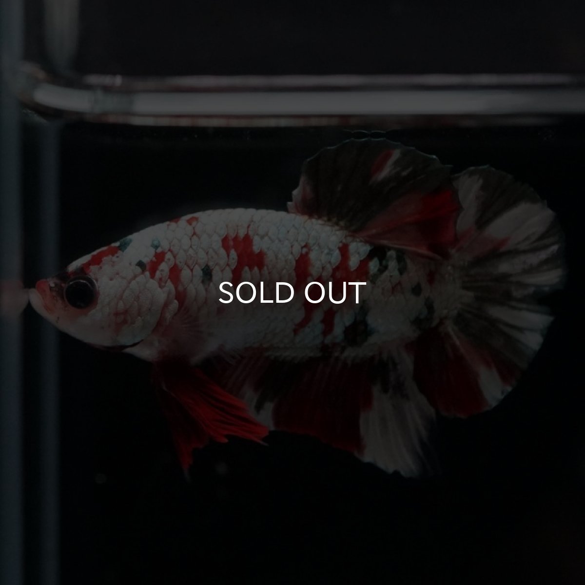 画像3: HMPK　レッドカッパーギャラクシー (3)