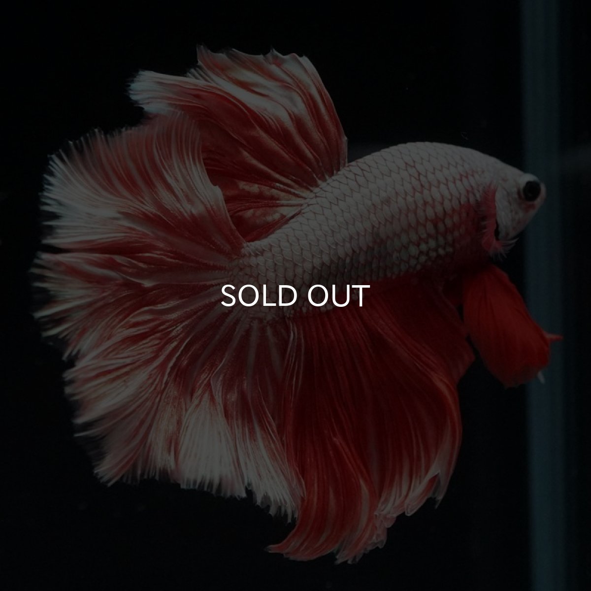 画像2: HM プラチナレッドドラゴン ローズテール (2)