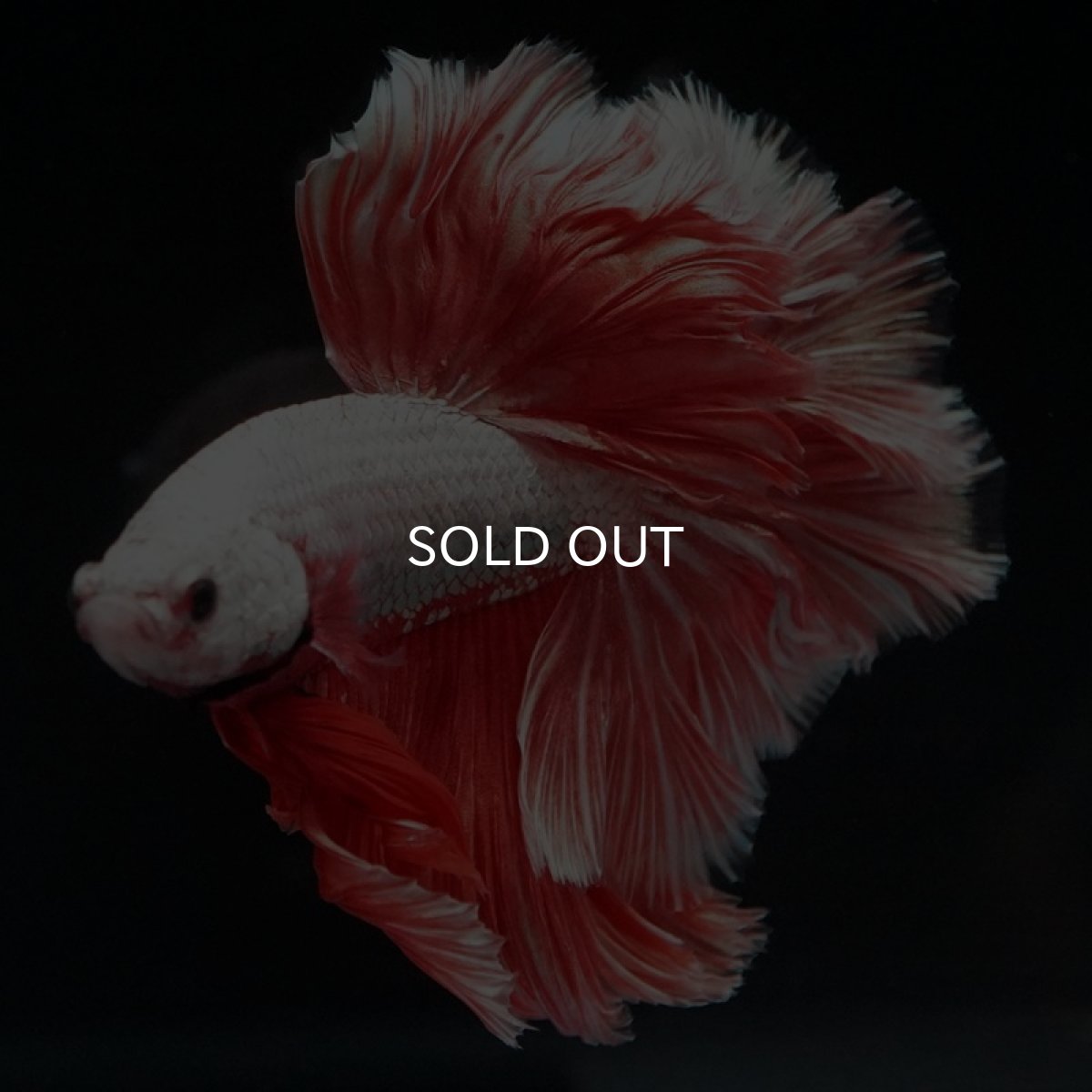 画像3: HM プラチナレッドドラゴン ローズテール (3)