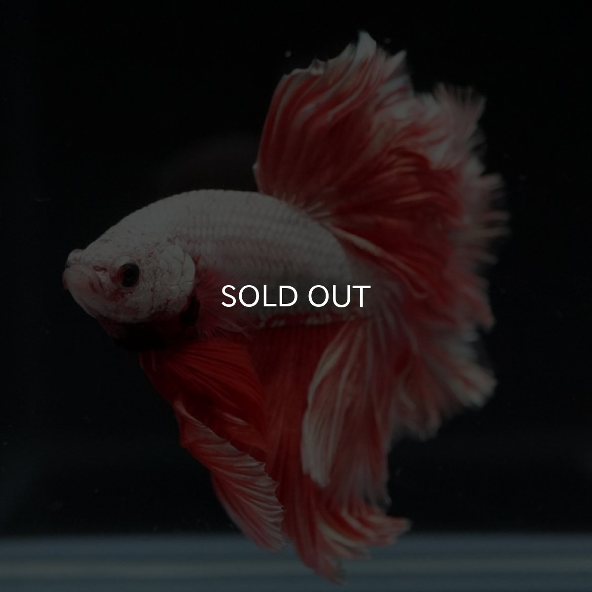 画像11: HM プラチナレッドドラゴン ローズテール (11)