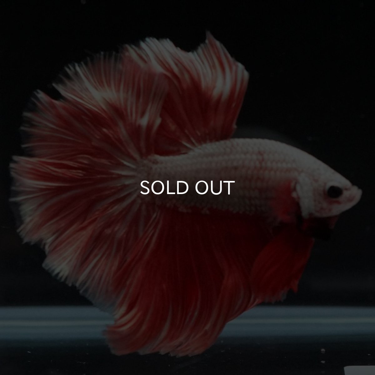 画像10: HM プラチナレッドドラゴン ローズテール (10)