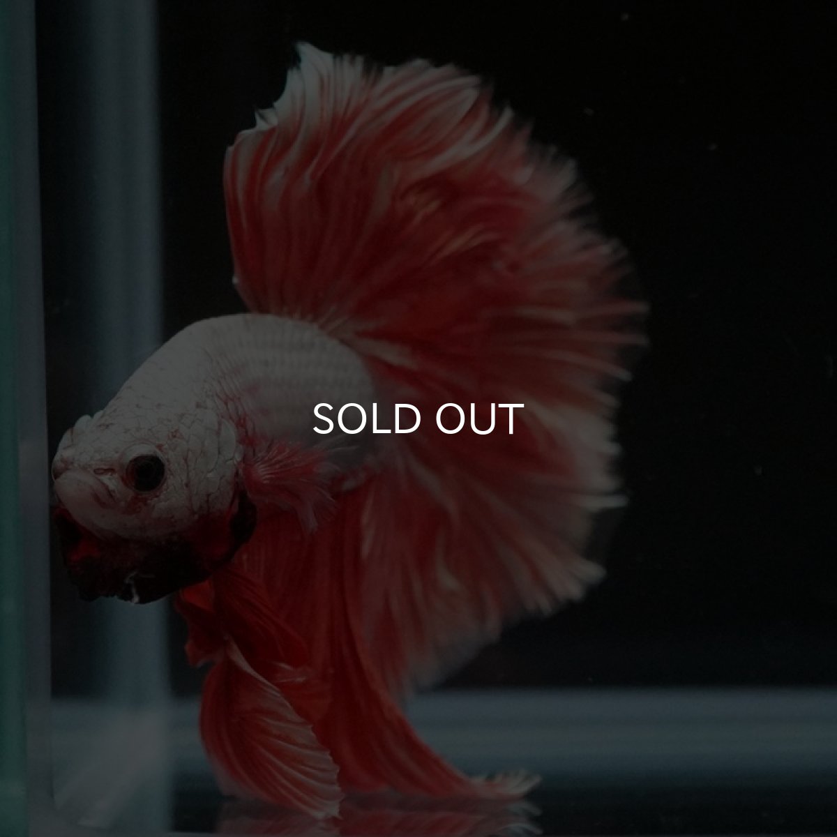 画像8: HM プラチナレッドドラゴン ローズテール (8)