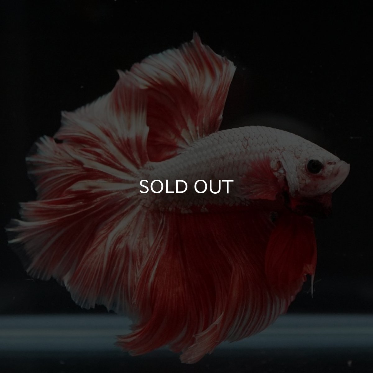 画像7: HM プラチナレッドドラゴン ローズテール (7)