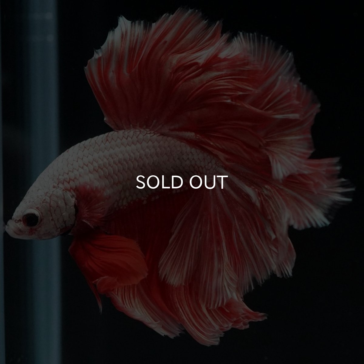 画像5: HM プラチナレッドドラゴン ローズテール (5)