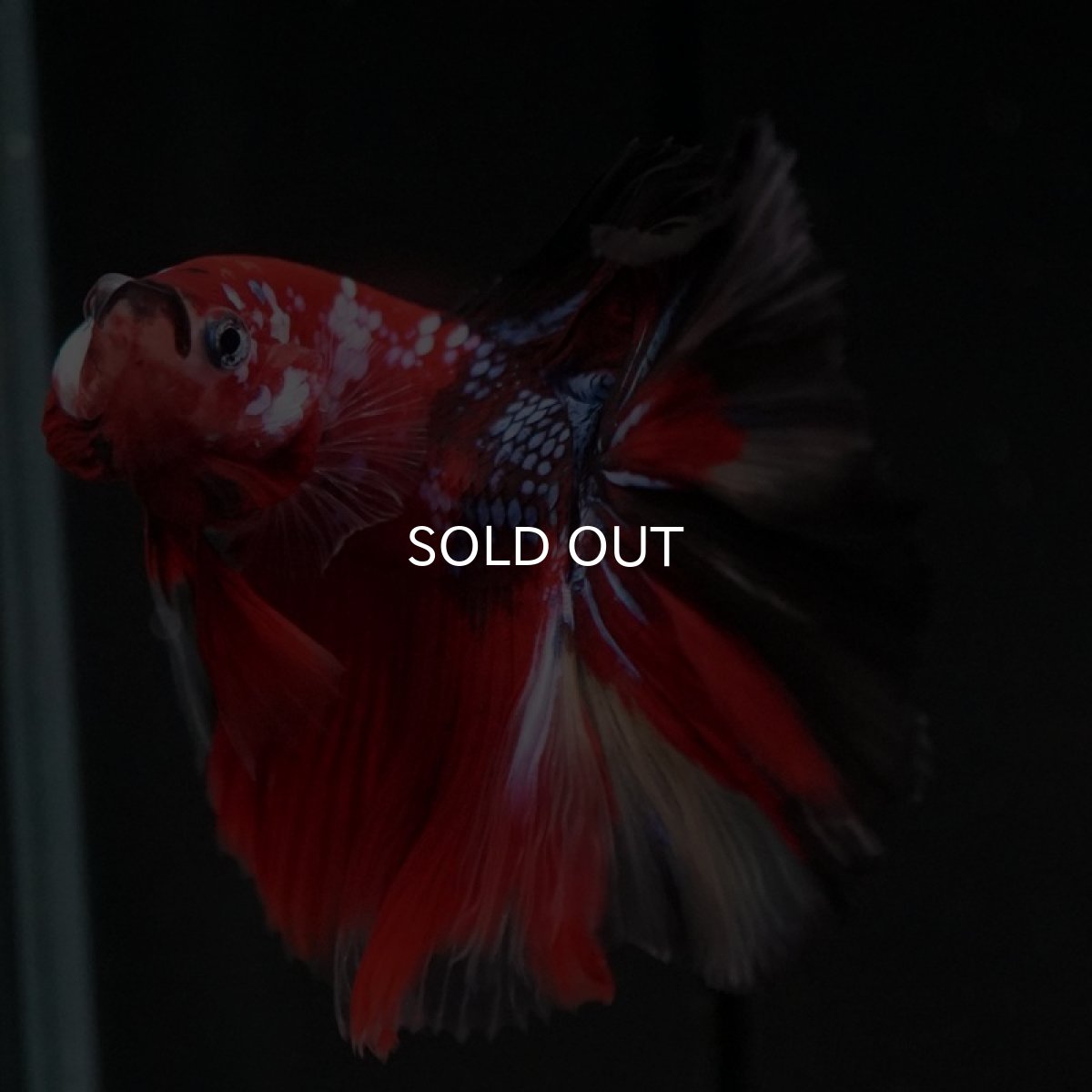 画像12: HM 鯉 (12)