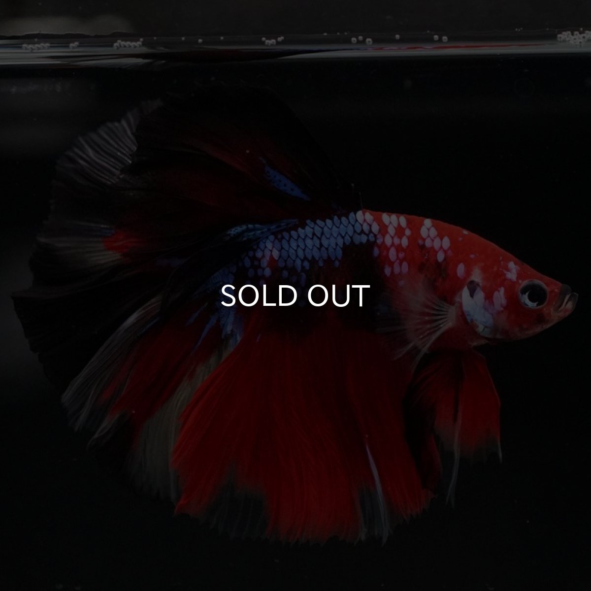 画像11: HM 鯉 (11)