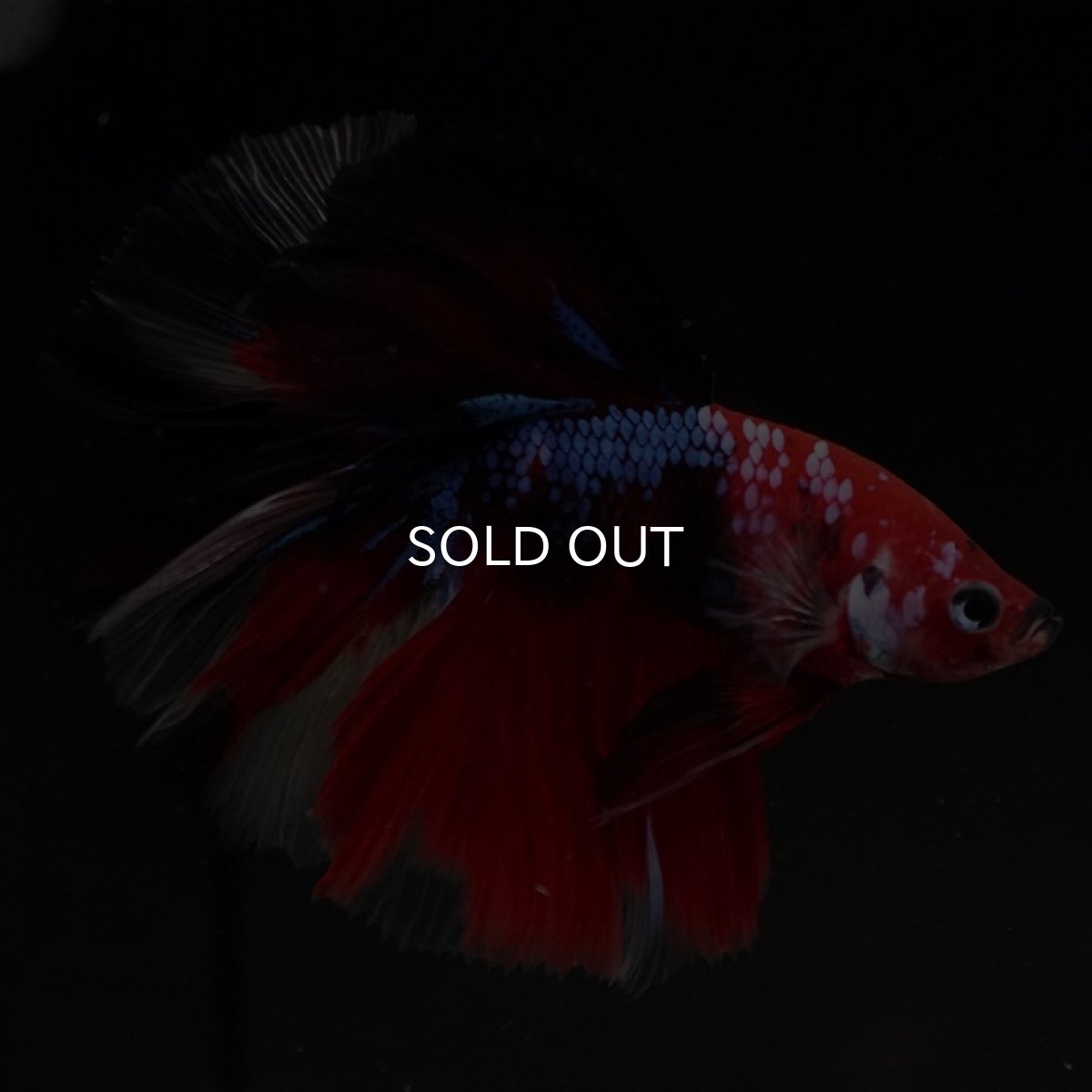 画像10: HM 鯉 (10)