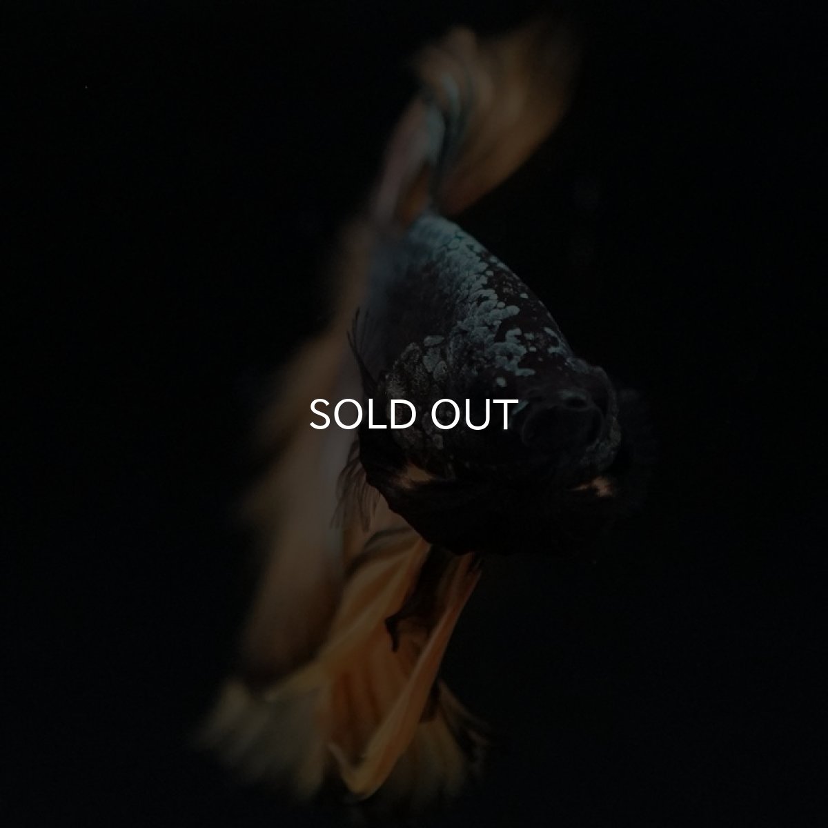 画像4: HM　イエローカッパー (4)