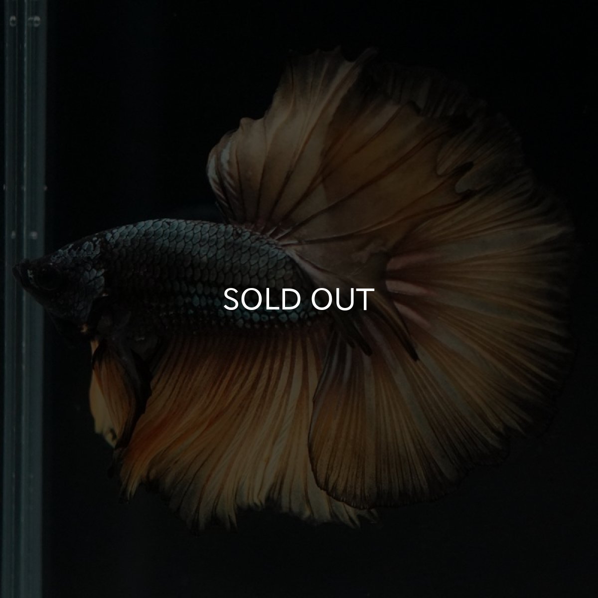 画像2: HM　イエローカッパー (2)