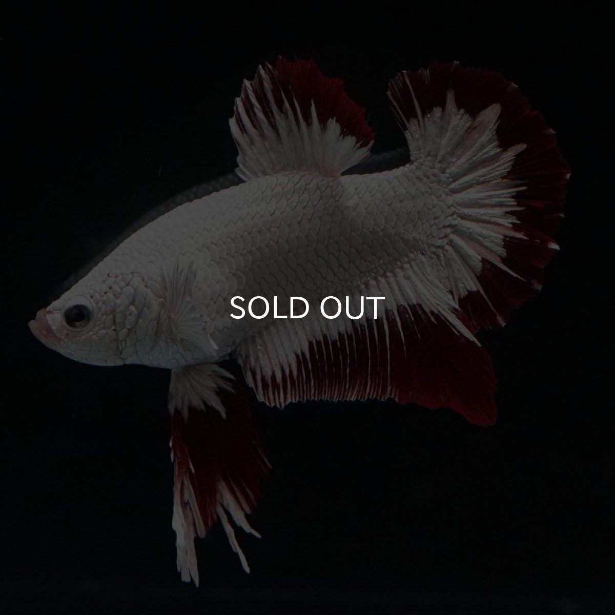 画像5: HMPK　プラチナレッドドラゴン　スノー (5)