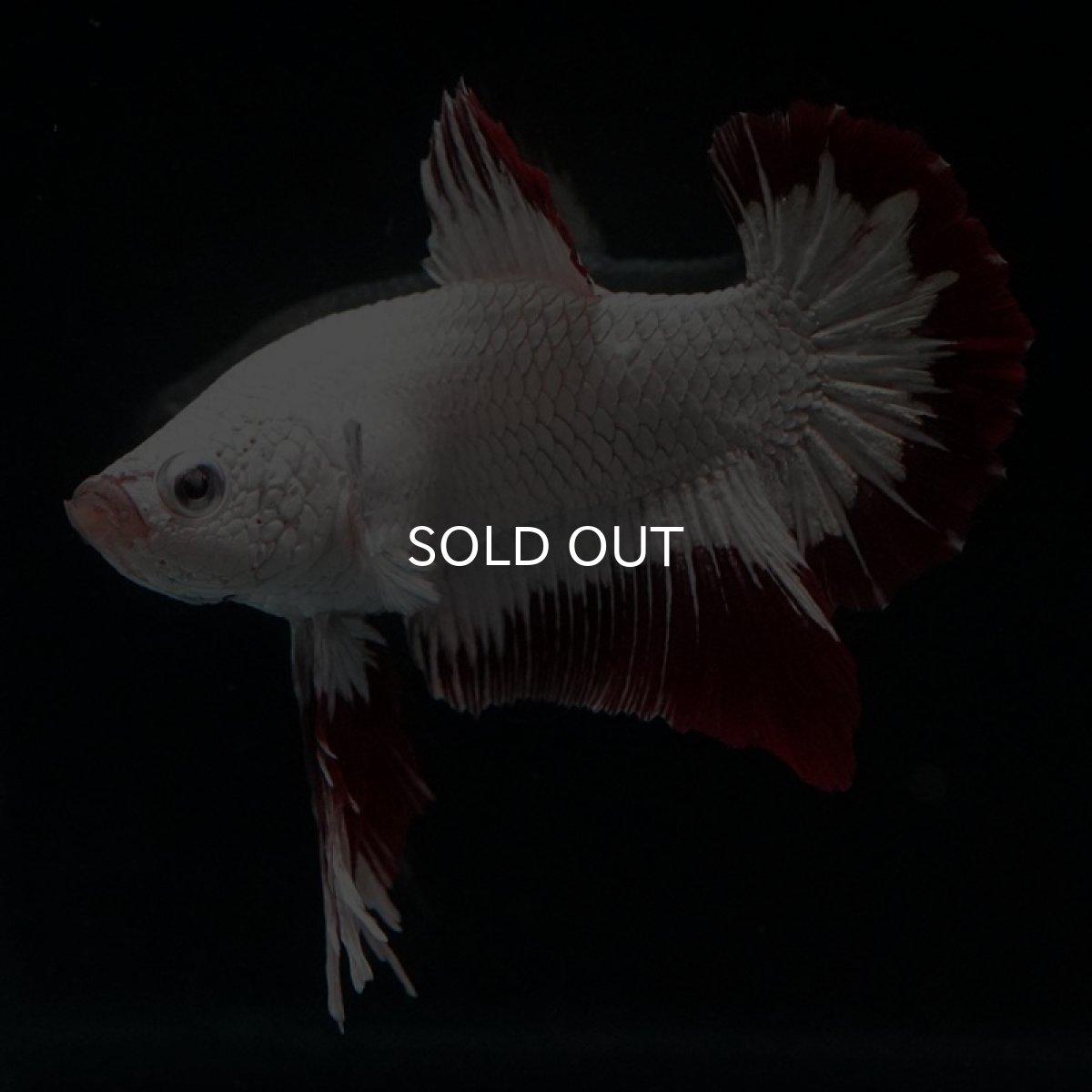 画像4: HMPK　プラチナレッドドラゴン　スノー (4)