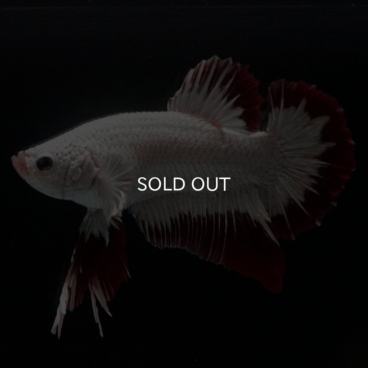 画像3: HMPK　プラチナレッドドラゴン　スノー (3)