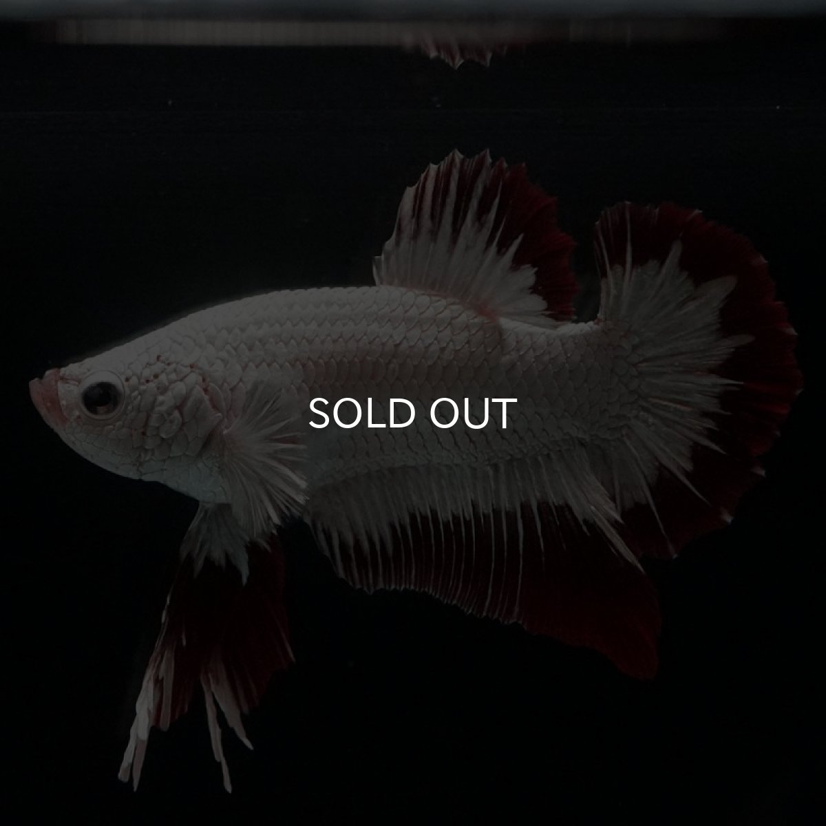 画像2: HMPK　プラチナレッドドラゴン　スノー (2)