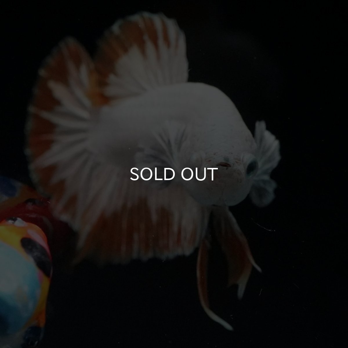 画像11: HMPK　プラチナイエロードラゴン　スノー (11)