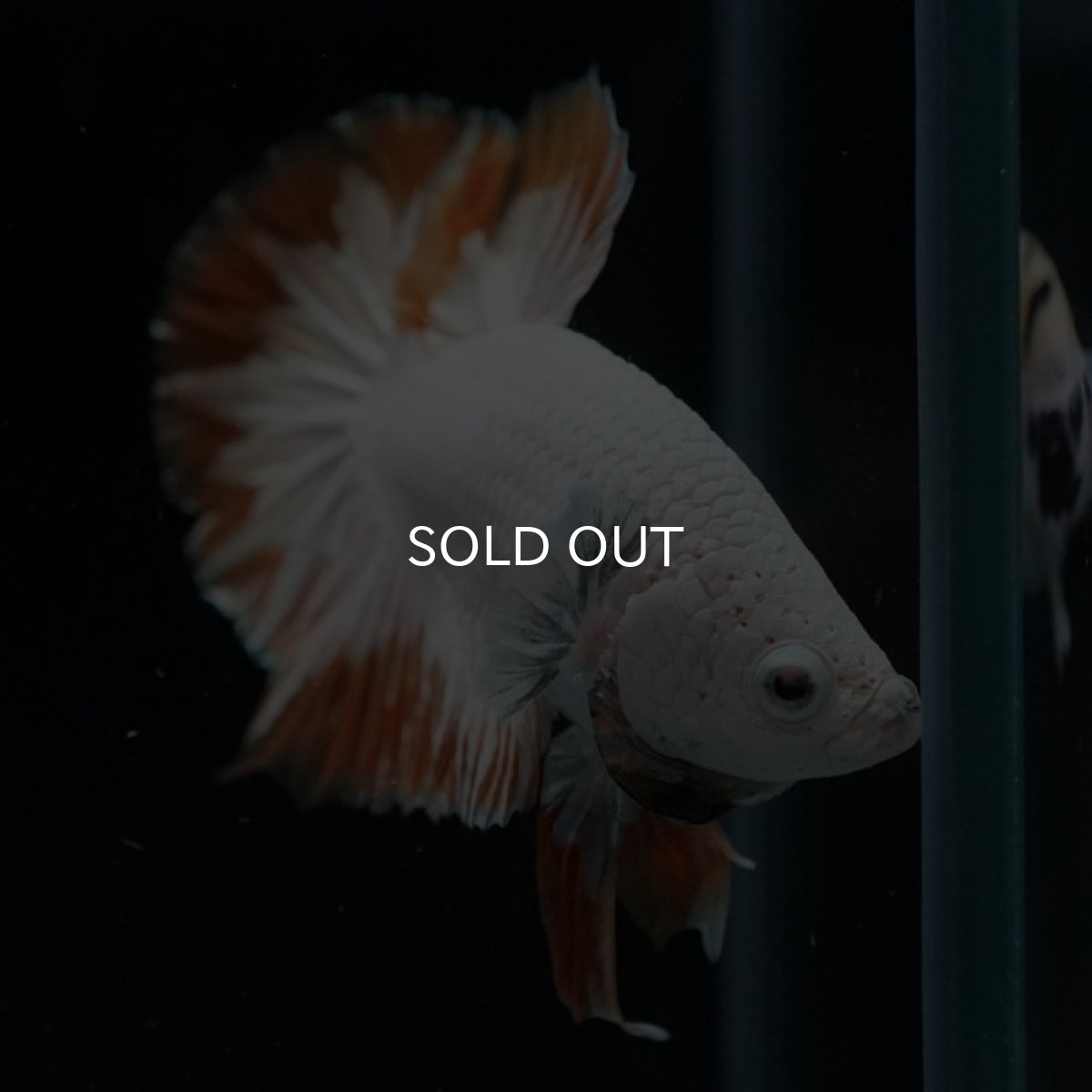 画像9: HMPK　プラチナイエロードラゴン　スノー (9)