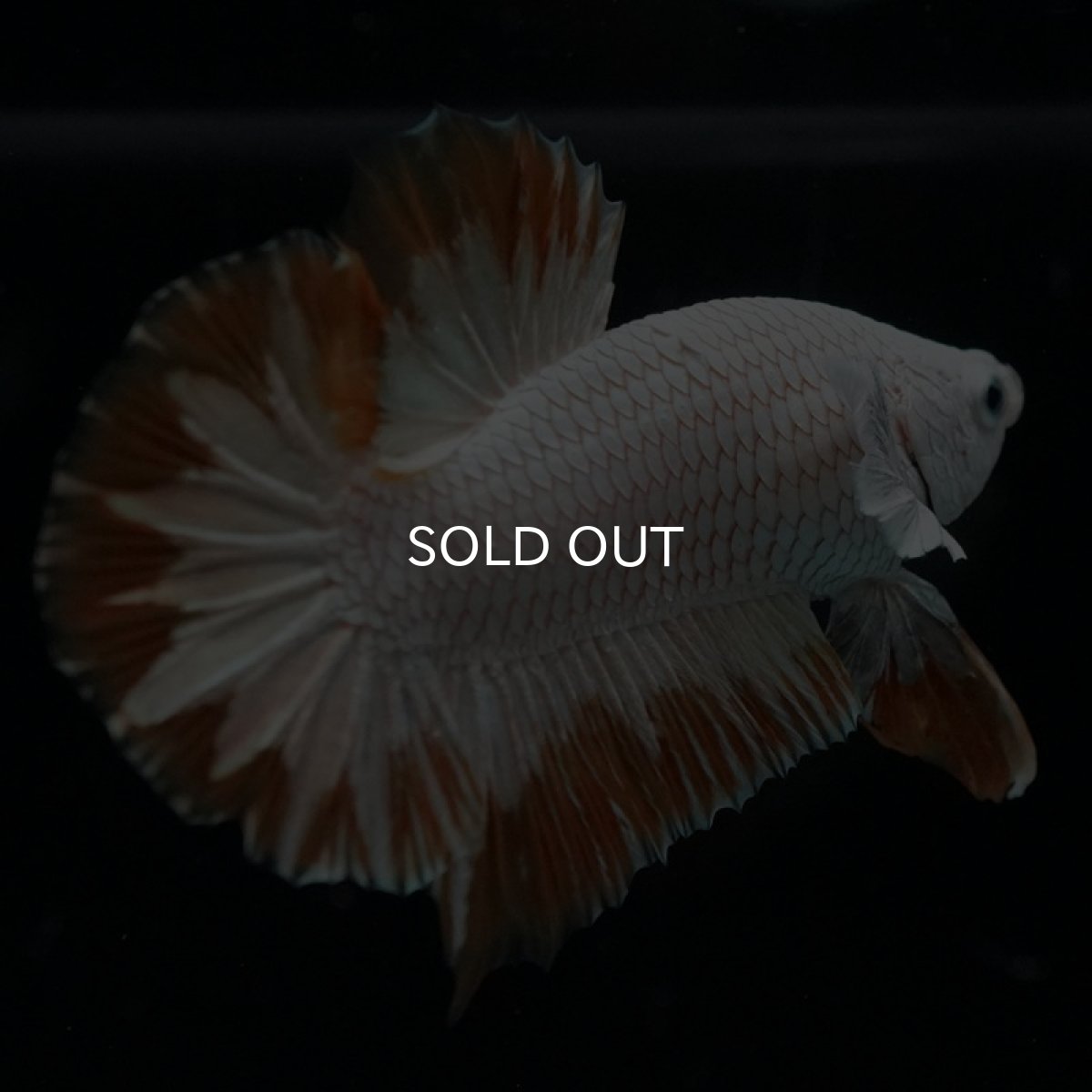 画像8: HMPK　プラチナイエロードラゴン　スノー (8)