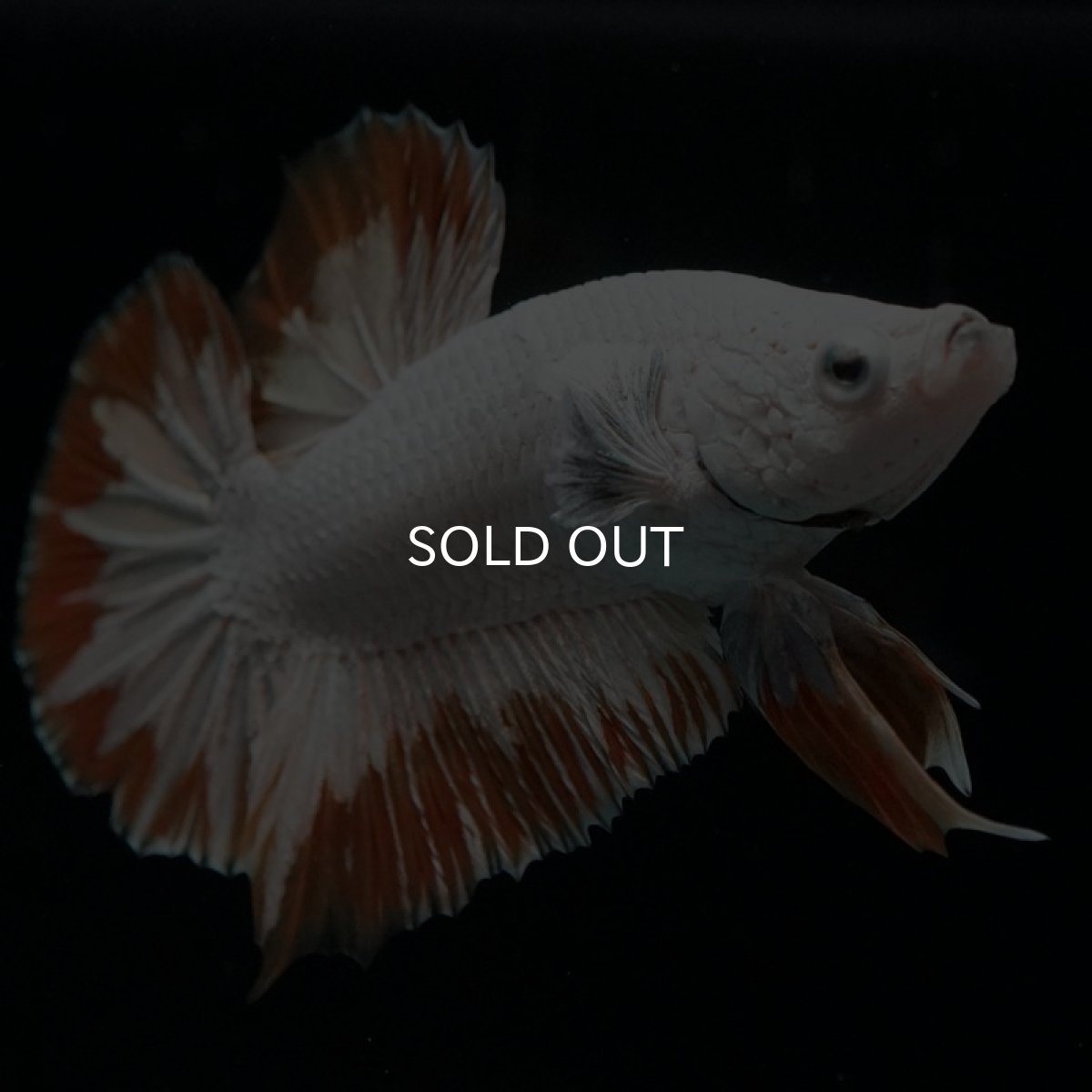 画像7: HMPK　プラチナイエロードラゴン　スノー (7)